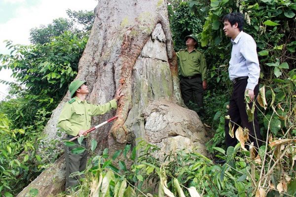 Gỗ lim thuộc loại gỗ quý tại Việt Nam 
